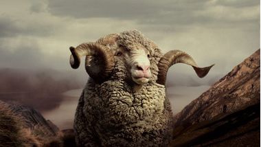 Devold. Почему именно шерсть мериноса?